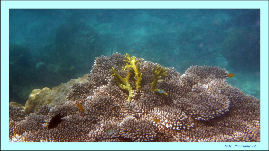 2009   07   Perhentians 061